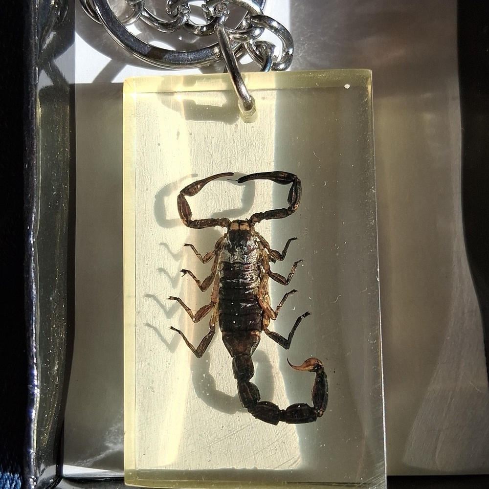 Scorpion Key Ring - Picture 4 of 4
